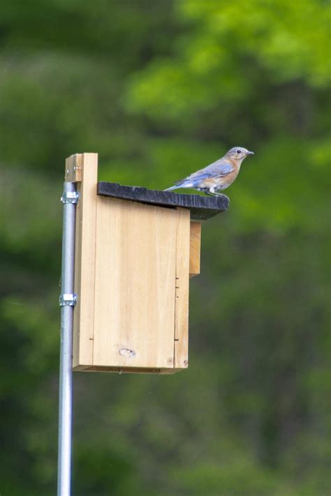 can you hang a blue bird house on metal holdfer|mounting bluebird house.